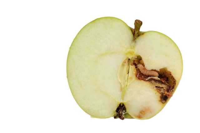 Mac users vulnerable to adware and worse while Apple procrastinates on bug fix